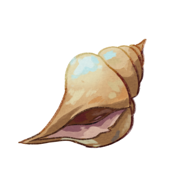Conch Shell
