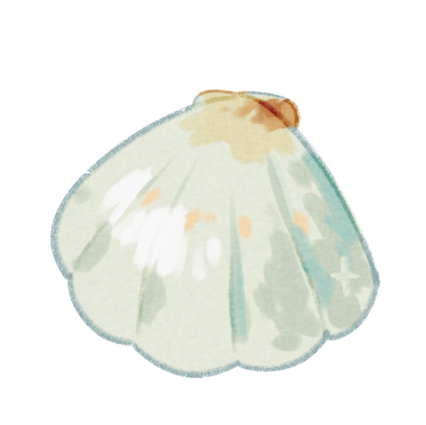 White Scallop Shell