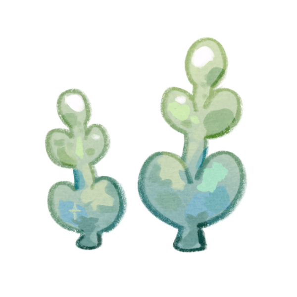 Bacopa Monnieri