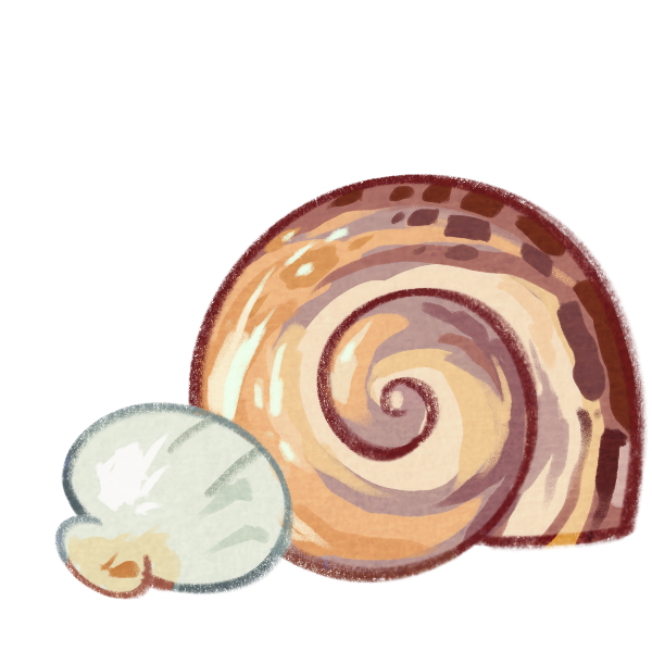 Orange Nautilus Shell